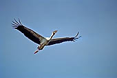Tonle Sap - Prek Toal 'bird sanctuary' - Asian Openbill Stork